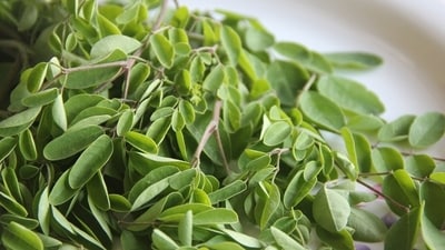 Drumstick flower contains great antioxidant potential such as ferric reducing antioxidant power and radical scavenging activity. (Pinterest) Drumstick flower contains great antioxidant potential such as ferric reducing antioxidant power and radical scavenging activity. (Pinterest)