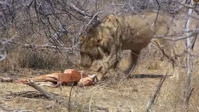 This young lion stole food from vultures. (YouTube/@Latestsightings)