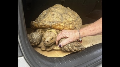 The tortoise was able to reunite with its family after over three years. (Facebook/@floridaswildestanimalrescue) The tortoise was able to reunite with its family after over three years. (Facebook/@floridaswildestanimalrescue)