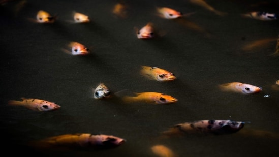 Red tilapias swim in a water tank at the JoJo Acuaponics fish farming project in Havana, on October 19. Over the last two years, Cuban entrepreneurs Jose Martinez and Joel Lopez, have used an innovative technique to raise 24 tons of tilapia - a critical source of food for an island nation surrounded by water but not enough fish, reported AFP.( Yamil Lage / AFP)