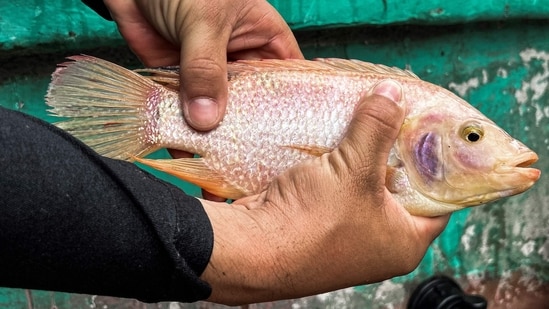 A man shows a red tilapia before feeding it at the JoJo Acuaponics fish farming project in Havana. The communist nation is experiencing its worst economic crisis in three decades, with shortages of food, medicine and fuel and projects like these are increasingly important for feeding Cuba's 11 million inhabitants, reported AFP.( Yamil Lage / AFP)