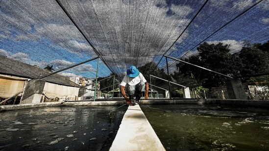 A worker installs a water pipe in a pond at the JoJo Acuaponics fish farming project in Havana. A symbiotic method called aquaponics comprises waste from the captive fish feeds plants grown not in soil but in pond water, The two Cubans have built 12 ponds of 20 cubic meters each, filtered through their roots to be reused for the tanks, reported AFP.&nbsp;&nbsp;( Yamil Lage / AFP)