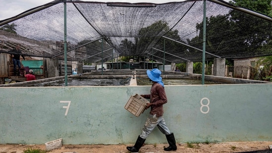 A man carries red tilapia fingerlings for a water tank at the JoJo Acuaponics fish farming project in Havana. Before the economic crisis of the 1990s brought on by the disintegration of the Soviet Union, Cuba, an important ally, had a fleet that captured some 100,000 tons of fish in international waters every year -- most of it sold at home at subsidized prices, reported AFP.&nbsp;( Yamil Lage / AFP)