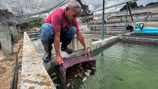 A man releases red tilapia fingerlings into a water tank at the JoJo Acuaponics fish farming project in Havana. Martinez, co-owner of the enterprise called JoJo Aquaponico says “We sell the fish here in the community as we are a local development project, but part of the production will be sold in the tourism sector so that we can earn the money we need to continue with the project”, reported AFP.&nbsp;&nbsp;( Yamil Lage / AFP)