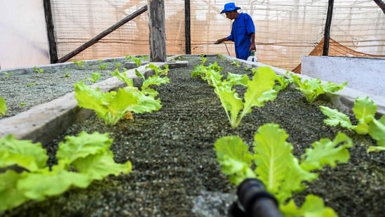 A worker sprays some lettuce plants at the JoJo Acuaponics fish farming project in Havana. In July, deputy prime minister Jorge Luis Tapia proposed that Cubans start cultivating their own fish at home - a practice that was widespread in the the 1990s, reported AFP.&nbsp;( Yamil Lage / AFP)