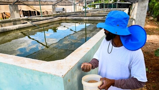 A man feeds red tilapias in a water tank at the JoJo Acuaponics fish farming project in Havana. In these ponds, the tilapia need six months to grow to the required size of 400 grams (14 ounces) for human consumption. Jose Martinez and Joel Lopez, hope to be able to grow 36 tons of vegetables at a time when they have completed building their three greenhouses, reported AFP.&nbsp;&nbsp;( Yamil Lage / AFP)