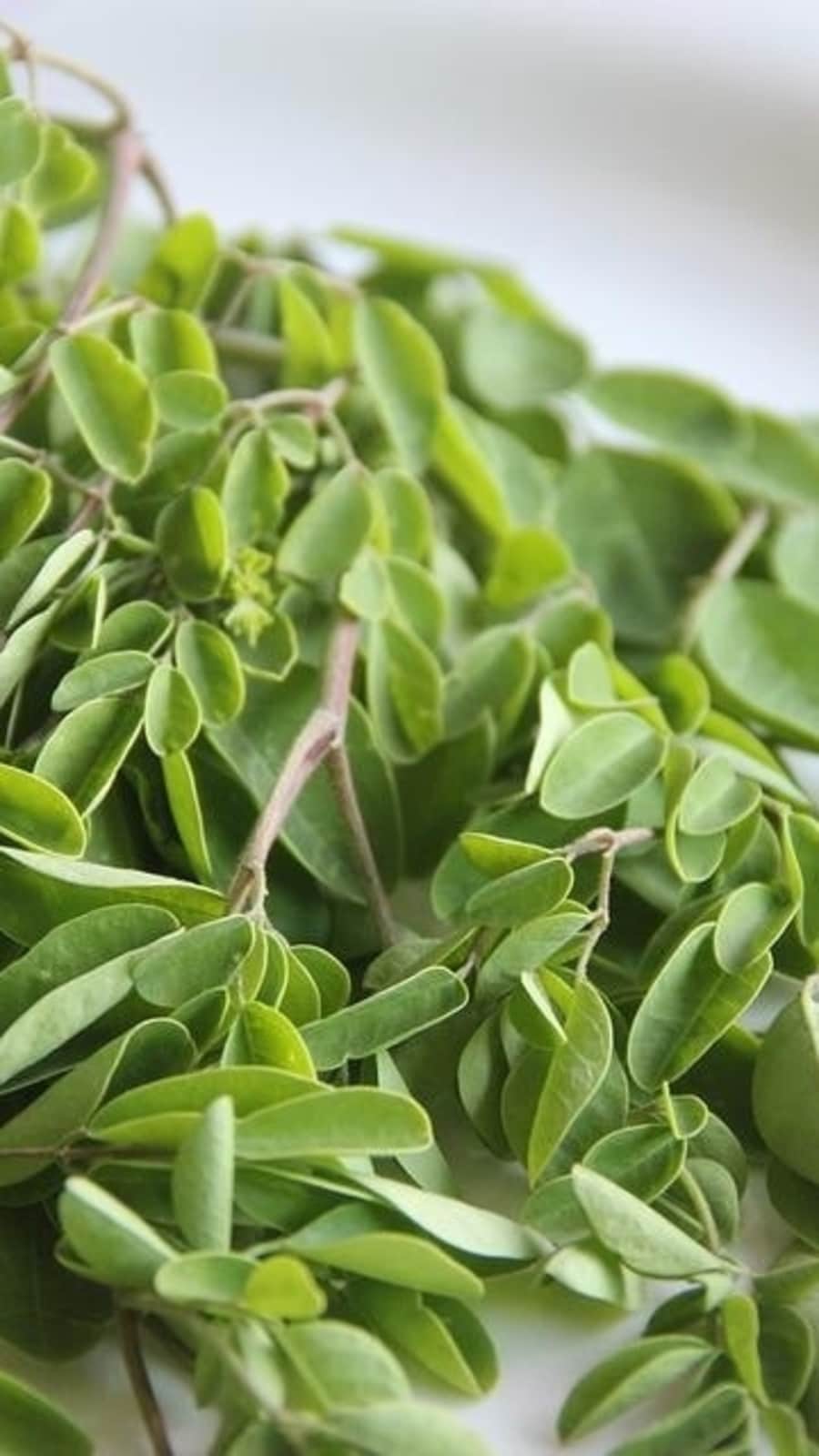 moringa_thumb_1655219363267