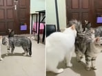 The image is from a cat video that has left people amused. 