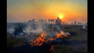A farmer burns paddy stubble in a field on the outskirts of Amritsar on Thursday. (PTI)