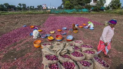 At Nashik, the wholesale cost of onions at India’s largest market Lasalgaon Agricultural Produce Market Committee has surged by 58% in the past 15 days. (HT File Photo)