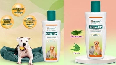 Anti-Tick dog shampoos: Save up to 55% at Amazon Great Indian Festival. Anti-Tick dog shampoos: Save up to 55% at Amazon Great Indian Festival.
