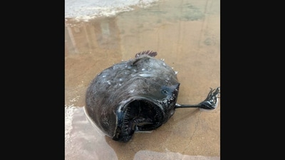 The image shows a rare deep-sea creature that washed up on a beach in California, US. (Facebook/@Crystal Cove State Park) The image shows a rare deep-sea creature that washed up on a beach in California, US. (Facebook/@Crystal Cove State Park)