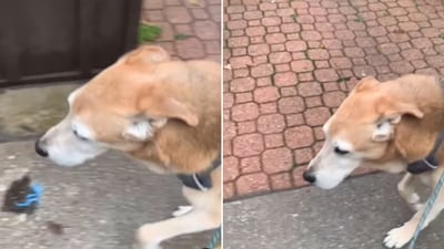The image shows a dog walking with his pet mom. (Instagram/@raylan_the_dog) The image shows a dog walking with his pet mom. (Instagram/@raylan_the_dog)