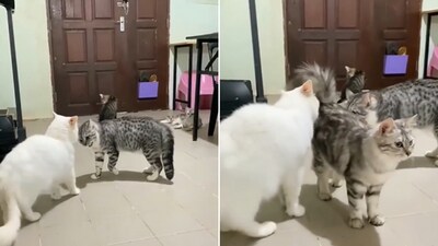 The image is from a cat video that has left people amused. (Reddit/@RevolutionaryTell668) The image is from a cat video that has left people amused. (Reddit/@RevolutionaryTell668)