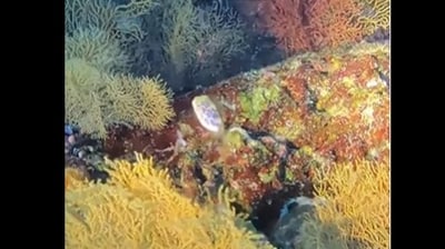 Snapshot of Leopard Toby fish. (Instagram/@Master Reef Guides) Snapshot of Leopard Toby fish. (Instagram/@Master Reef Guides)