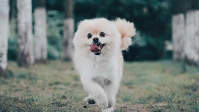 Here's a list of five tiny dog breeds that will be happy to be accommodated in your small home. (Unsplash) Here's a list of five tiny dog breeds that will be happy to be accommodated in your small home. (Unsplash)