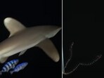 The image shows a glimpse of the underwater world. The image shows a glimpse of the underwater world.