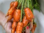 carrots_for_vegetable_garden