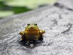 A woman claims to have found a frog inside the a spinach bag she purchased from a supermarket. 