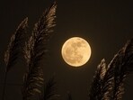 Sharad Purnima 2023: Date, history, significance, celebration Sharad Purnima 2023: Date, history, significance, celebration