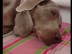 Puppy trying to hide under dog's ear. Puppy trying to hide under dog's ear.