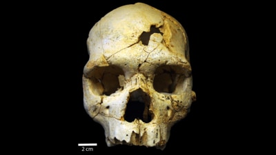 A hominin skull bearing signs of blunt-force trauma, found in a cave in the Atapuerca Mountains in Spain, is the first murder on record. The skull dates to about 400,000 years ago. (Wikimedia Commons) A hominin skull bearing signs of blunt-force trauma, found in a cave in the Atapuerca Mountains in Spain, is the first murder on record. The skull dates to about 400,000 years ago. (Wikimedia Commons)