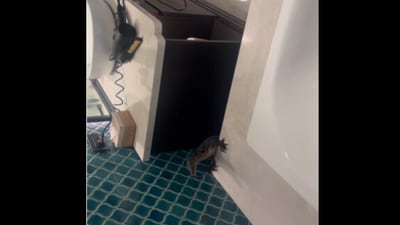 Snapshot of the monitor lizard in the bathroom. (Instagram/@ sachin_skvlogs177) Snapshot of the monitor lizard in the bathroom. (Instagram/@ sachin_skvlogs177)