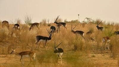 Tal Chhapar Sanctuary has blackbuck population of around 4,000, far exceeding its capacity of 800-1,000 blackbucks. (HT Photo)