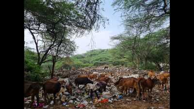 The NGT bench in a recent order had noted that legacy waste of 90,000 metric tonnes and 3 lakh metric tonnes was lying un-remediated at Jhuriwala village and Sector 23, Panchkula, respectively. (HT File Photo) The NGT bench in a recent order had noted that legacy waste of 90,000 metric tonnes and 3 lakh metric tonnes was lying un-remediated at Jhuriwala village and Sector 23, Panchkula, respectively. (HT File Photo)