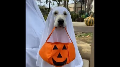 11. Reflective Clothing: Attach reflective tape to costumes and bags to increase visibility, especially in low-light conditions. (Instagram/@ladyandtheblues) 11. Reflective Clothing: Attach reflective tape to costumes and bags to increase visibility, especially in low-light conditions. (Instagram/@ladyandtheblues)