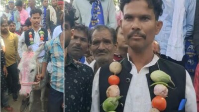Candidate rides on donkey, reaches nomination centre (Live Hindustan ) Candidate rides on donkey, reaches nomination centre (Live Hindustan )