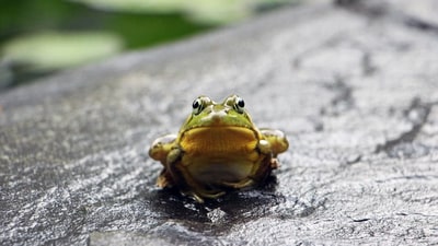 A woman claims to have found a frog inside the a spinach bag she purchased from a supermarket. (Unsplash) A woman claims to have found a frog inside the a spinach bag she purchased from a supermarket. (Unsplash)