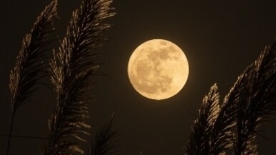 Sharad Purnima 2023: Date, history, significance, celebration (Unsplash) Sharad Purnima 2023: Date, history, significance, celebration (Unsplash)