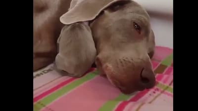 Puppy trying to hide under dog's ear. (X/@buitengebieden,) Puppy trying to hide under dog's ear. (X/@buitengebieden,)