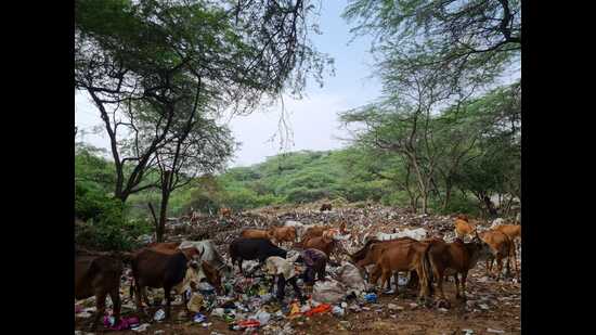 The NGT bench in a recent order had noted that legacy waste of 90,000 metric tonnes and 3 lakh metric tonnes was lying un-remediated at Jhuriwala village and Sector 23, Panchkula, respectively. (HT File Photo)