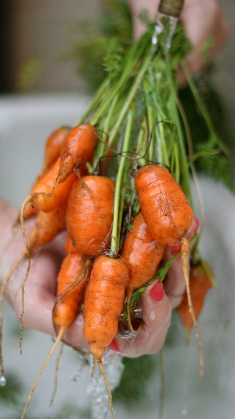 carrots_for_vegetable_garden