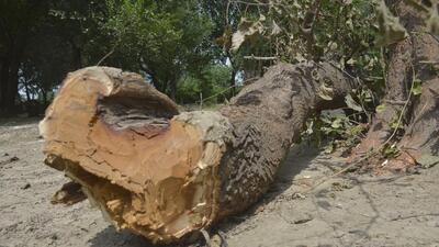 According to the tree authority, the plot was abandoned for many years and had been interspersed with wild animals including reptiles. The company owners wanted to lease the land and convinced the civic body that only 26 trees would be cut they uprooted 350 trees. (REPRESENTATIVE PHOTO) According to the tree authority, the plot was abandoned for many years and had been interspersed with wild animals including reptiles. The company owners wanted to lease the land and convinced the civic body that only 26 trees would be cut they uprooted 350 trees. (REPRESENTATIVE PHOTO)
