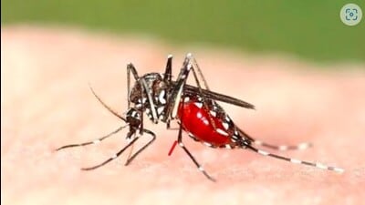 Aedes aegypti that spreads dengue fever (HT File Photo)