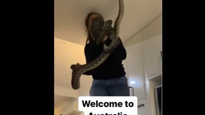 Snapshot of the woman taking out the snakes. (Instagram/@Nathan Stafford) Snapshot of the woman taking out the snakes. (Instagram/@Nathan Stafford)