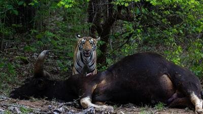 Sub-adult tiger on bison kill, Tadoba. (PHOTO: PRANAV MARDIKAR)
