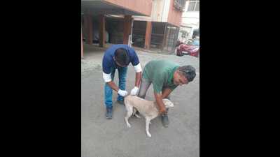 The PMC currently has three agencies that conduct the Animal Birth Control (ABC) programme in the city. (HT PHOTO) The PMC currently has three agencies that conduct the Animal Birth Control (ABC) programme in the city. (HT PHOTO)