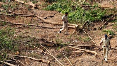 The authority has committed to replant 35 trees in the vicinity. (REPRESENTATIVE PHOTO) The authority has committed to replant 35 trees in the vicinity. (REPRESENTATIVE PHOTO)