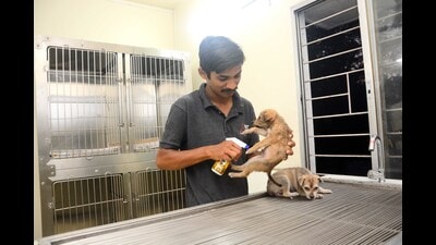 The decision was taken on Thursday by the monitoring committee of PMC which manages the stray dog sterilisation and immunisation programme in the city. (HT PHOTO) The decision was taken on Thursday by the monitoring committee of PMC which manages the stray dog sterilisation and immunisation programme in the city. (HT PHOTO)