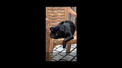 The missing pug ‘Shadow’. (Sourced) The missing pug ‘Shadow’. (Sourced)