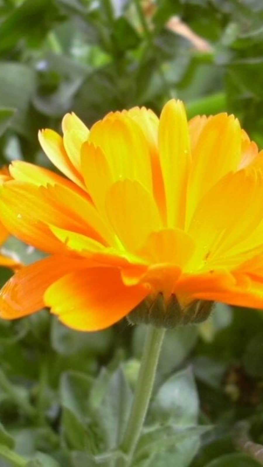 5 best winter plants for balcony | Hindustan Times