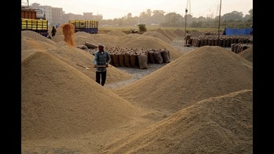 A worker segregates paddy rice at an open grain market on the outskirts of Jalandhar . (AFP)