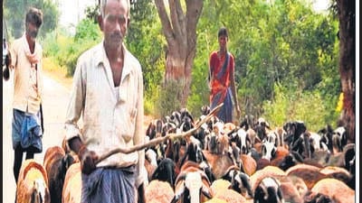 As fodder dries up in the fields in Chitradurga, people with cows and sheep are moving to the Malnad region in Karnataka. (HT Photo) As fodder dries up in the fields in Chitradurga, people with cows and sheep are moving to the Malnad region in Karnataka. (HT Photo)