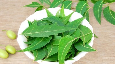 5. Neem Leaves: Neem is known for its immense medicinal properties; consuming a brew of neem leaves can help restrict the spreading of infection in the body.&nbsp; (Shutterstock)