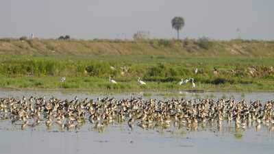 The migratory birds stay till around March. (Credit: Ashish Loya)