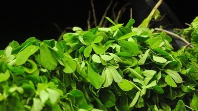 2. Fenugreek Leaves: Soak fenugreek leaves overnight, strain the liquid in the morning, and drink it. This has proven to be an effective painkiller. (Pixabay) 2. Fenugreek Leaves: Soak fenugreek leaves overnight, strain the liquid in the morning, and drink it. This has proven to be an effective painkiller. (Pixabay)